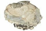 Fossil Running Rhino (Hyracodon) Upper Skull - South Dakota #242023-2